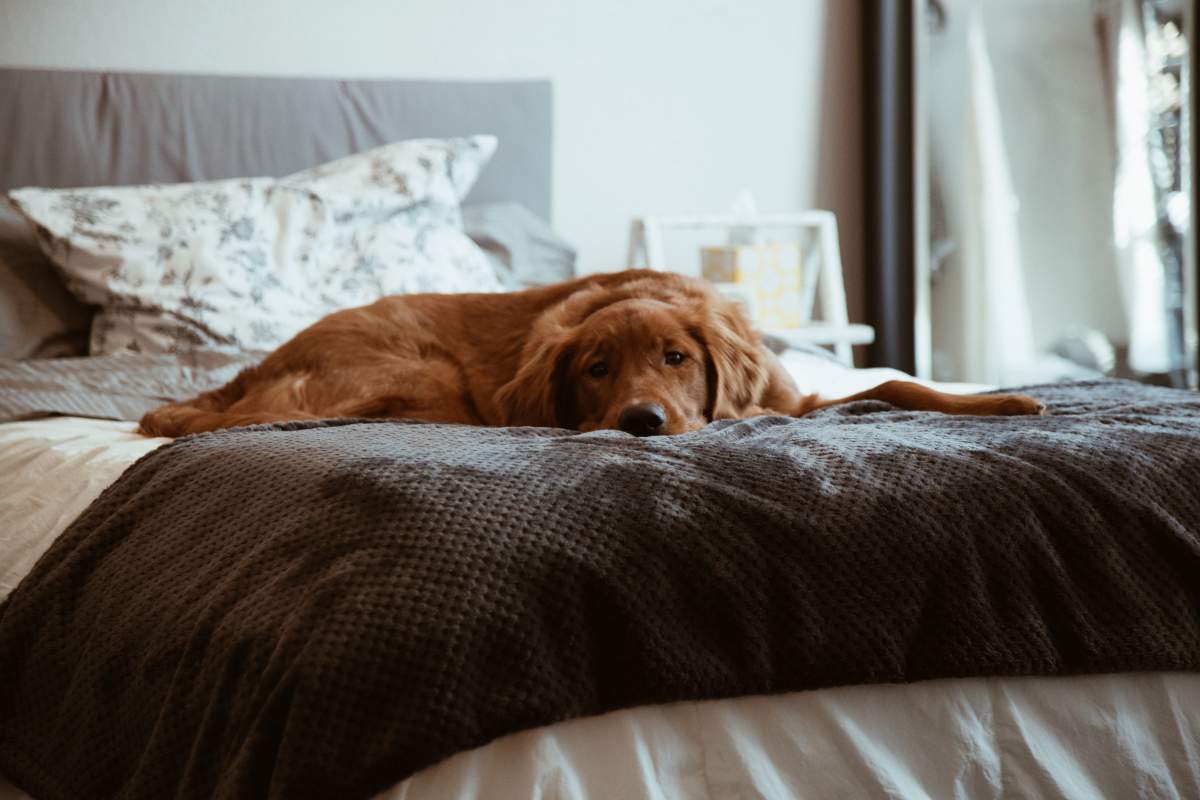 un câine în pat