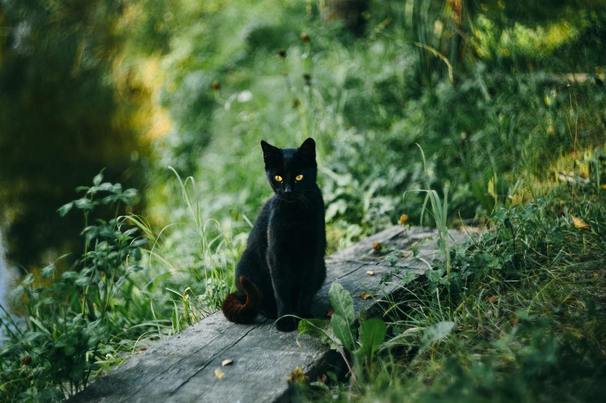Ce înseamnă când visezi o pisică neagră. Semnificațiile pe care nu le știai