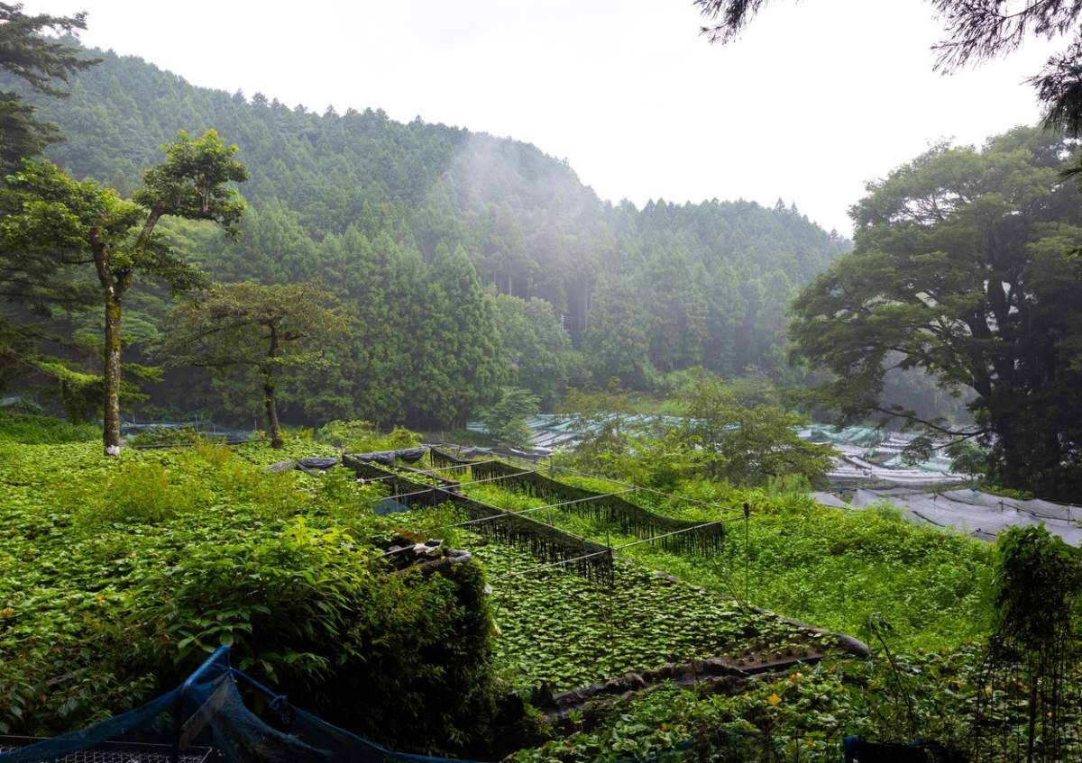 Cultivarea culturilor de wasabi pe dealuri