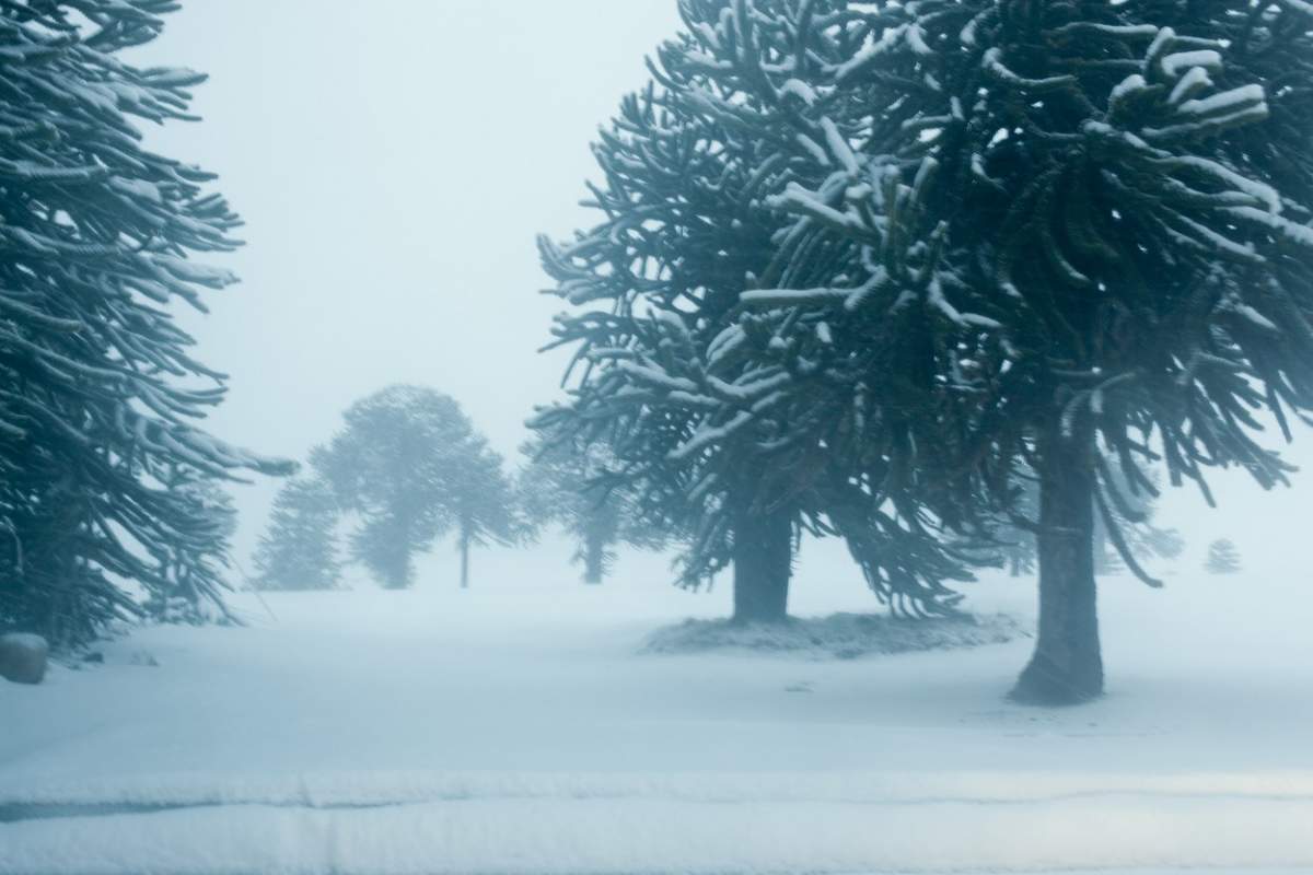 peisaj de iarnă cu copaci