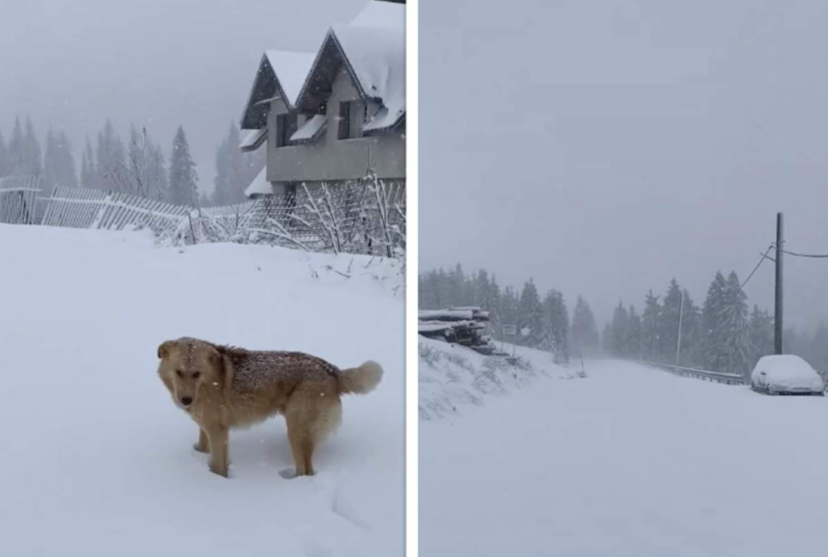 Ninsoare abundenta in stațiunea Padiş Zăpadă a făcut prăpăd în mai multe stațiuni montane preferate de români