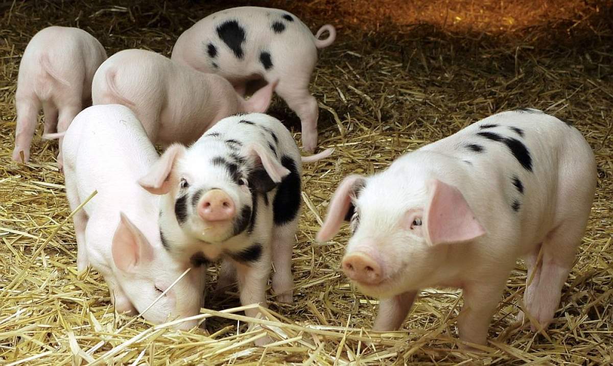 Românii care dețin porci vor fi nevoiți să aibă în vedere noi reguli. Iată ce obligații vor avea fermierii pentru creşterea animalelor în gospodărie