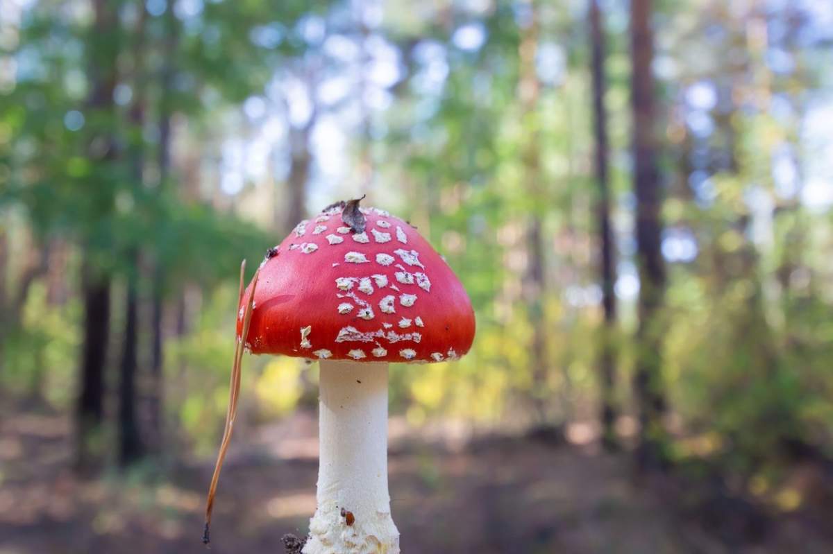 ciuperci roșii în pădure pe fond natural