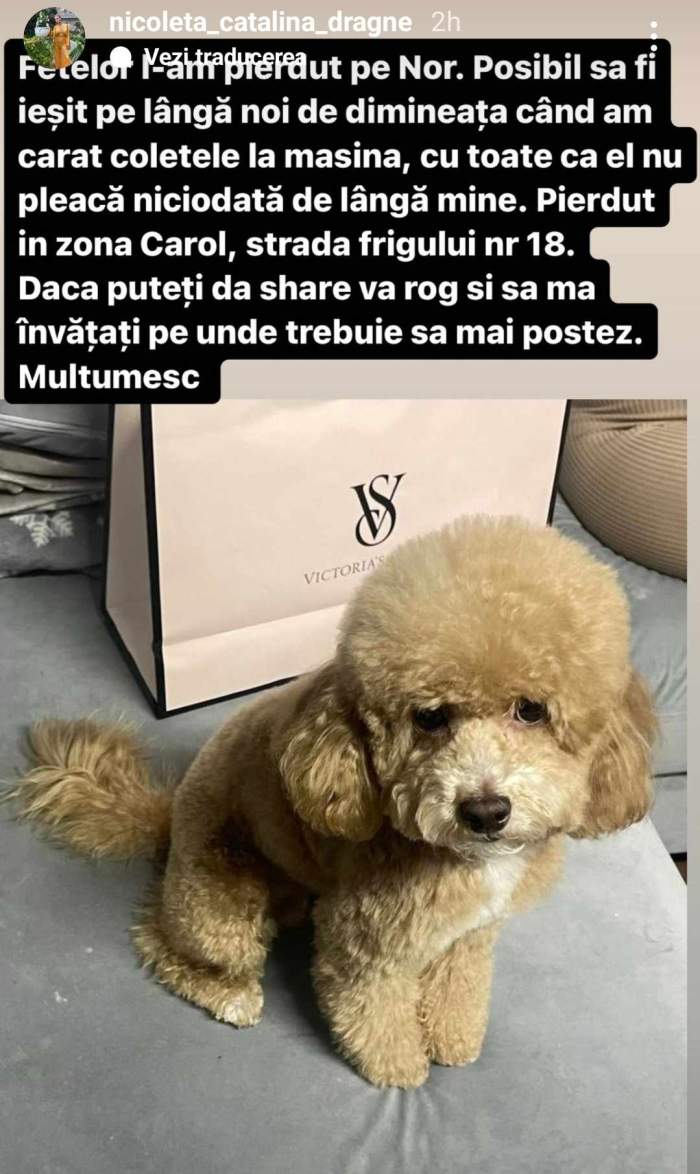 cățelul Nicoletei Dragne