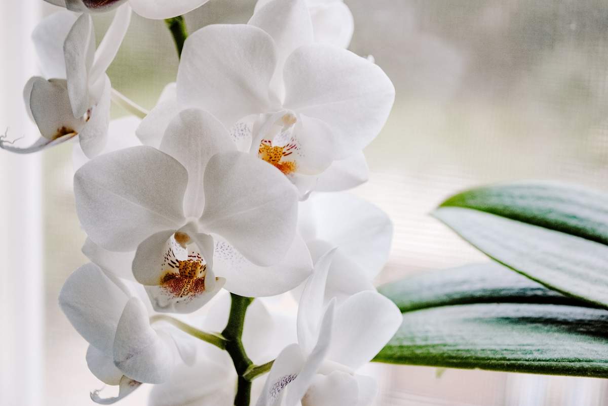 orhidee albă