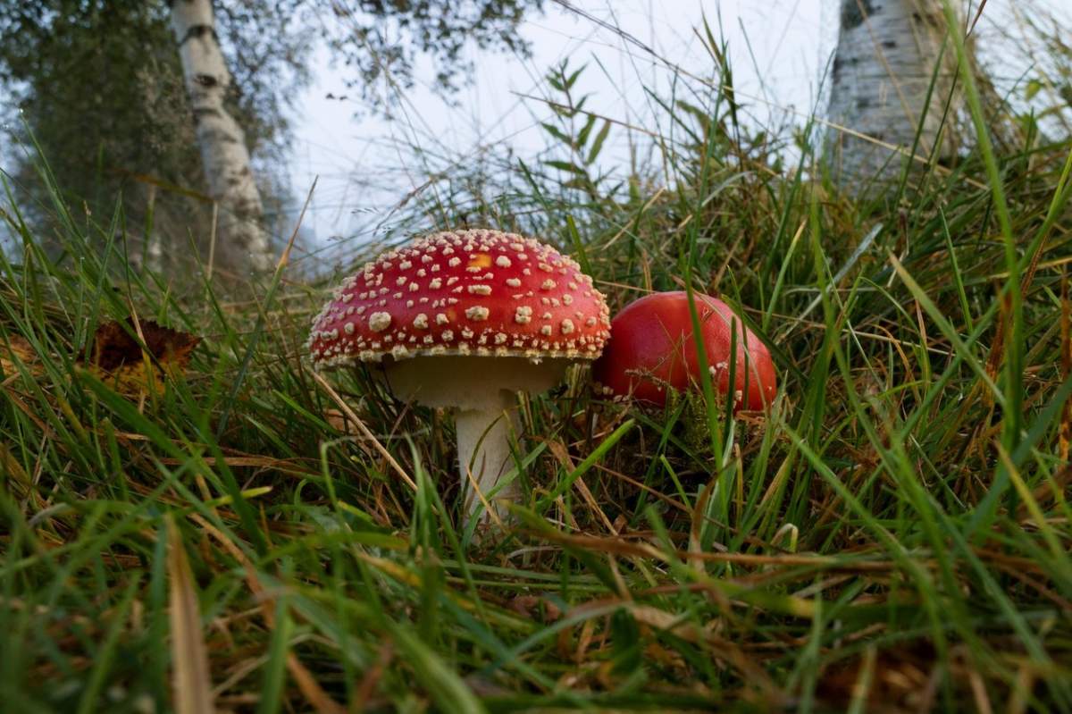 Ciuperci Amanita în pădure