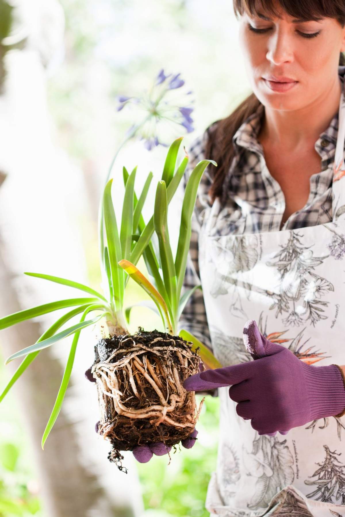 Trucul care te ajută să ai grijă de plante