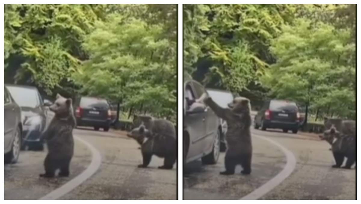Un șofer a bătut palma cu ursul, pe Trasfăgărășan. Nu a sesizat pericolul “Ce frumos e” / VIDEO