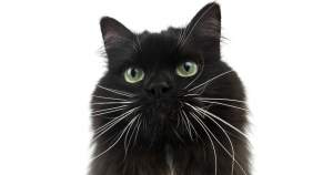 Ce înseamnă pisica neagră la casa omului. Superstițiile despre feline aduc noroc sau ghinion?