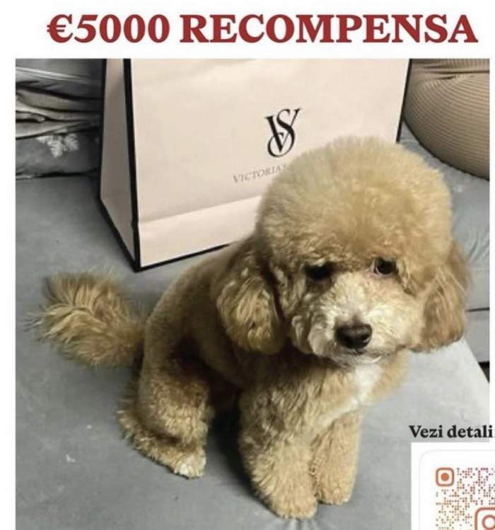 Xtra Night Show. Nicoleta Dragne oferă 5.000 de euro recompensă pentru câinele pierdut. Animalul fostei ispite de la Insula Iubirii, dispăut de o săptămână / VIDEO