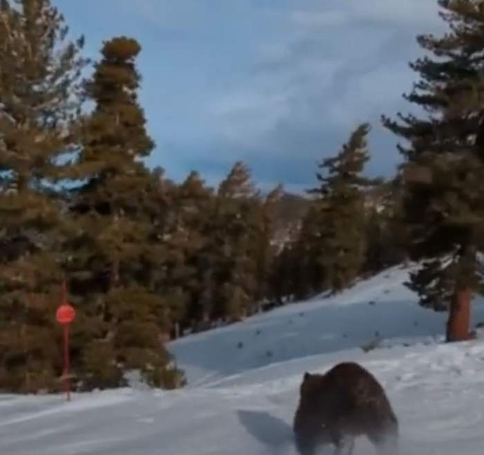 Clipe de panică pentru turiștii de pe o pârtie din SUA! Au fost alergați de un urs / VIDEO