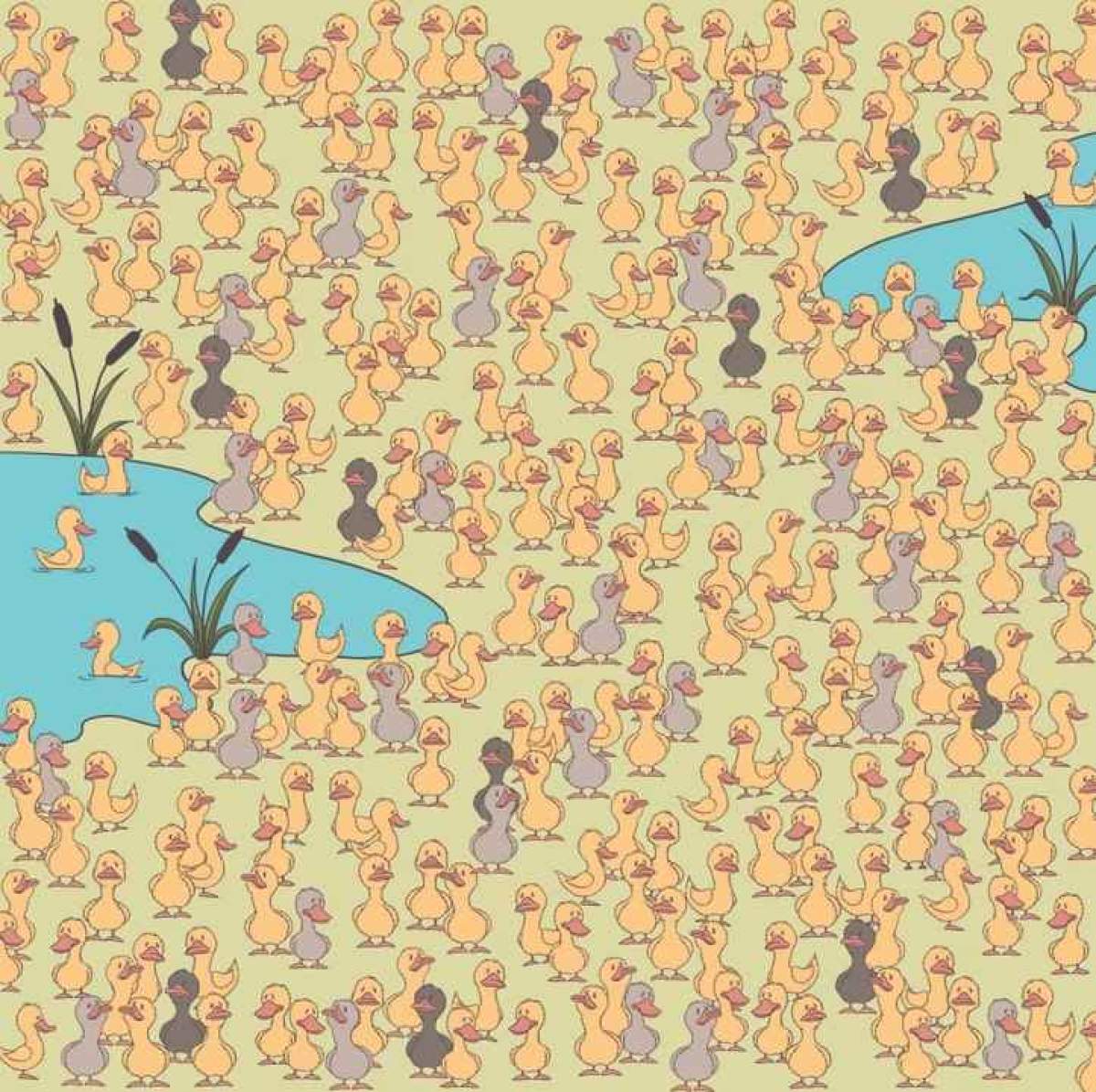 Test IQ! Găsește găina care se ascunde printre rațele din imagine! Ai la dispoziție 7 secunde / FOTO