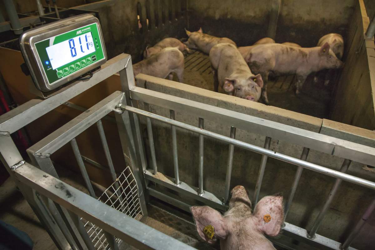 Metoda folosită de fermieri pentru a afla greutatea unui porc