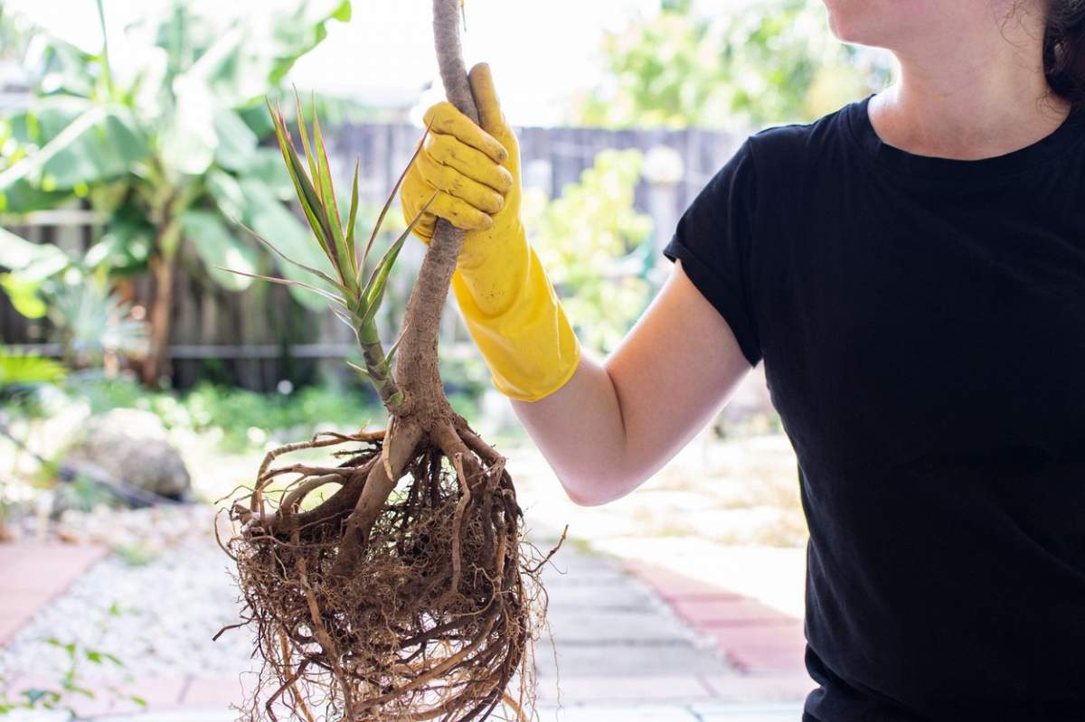 femeie care tine in mana o plantă cu rădăcini.