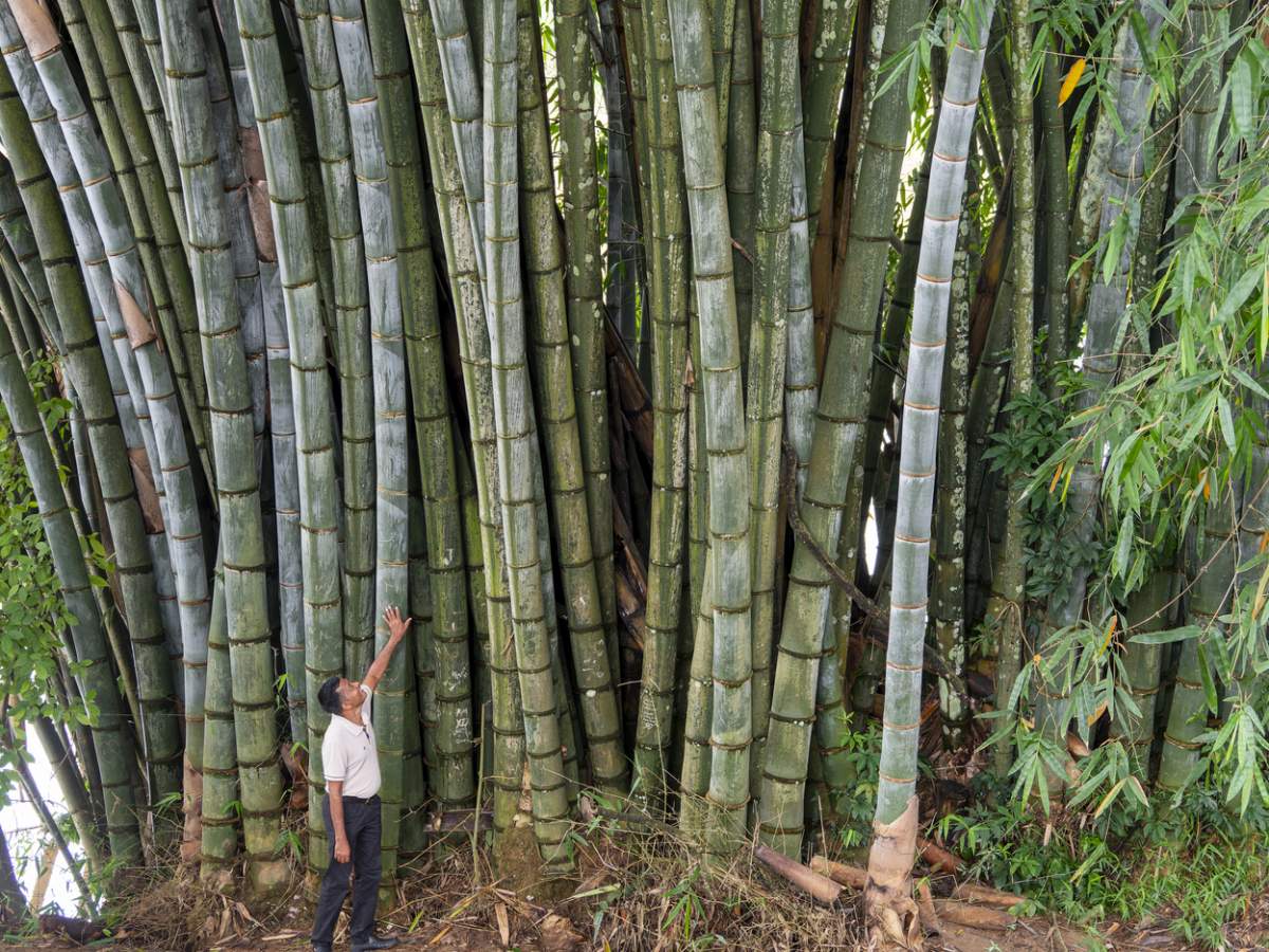 barbat bambus