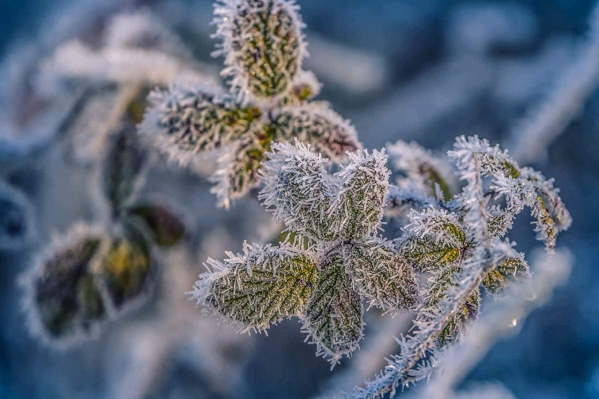 planta cu gheață