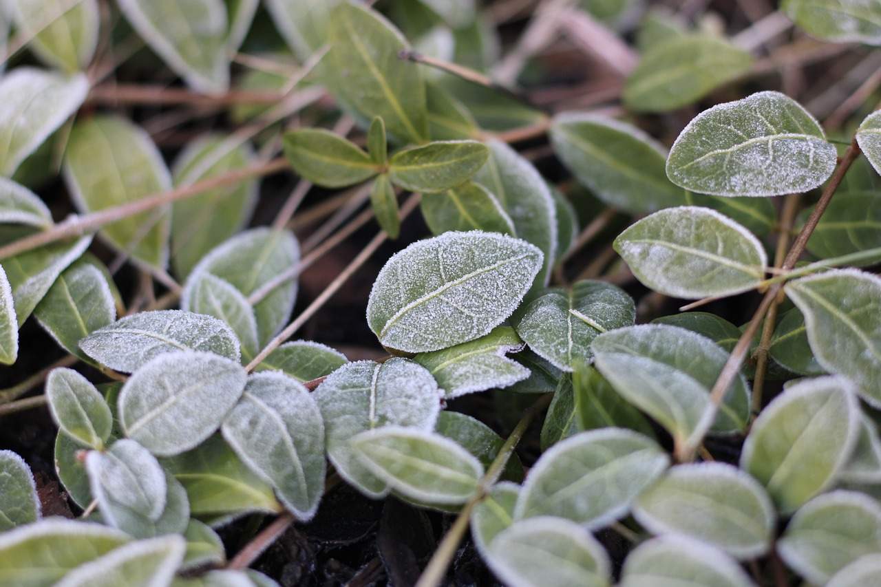 planta cu gheață