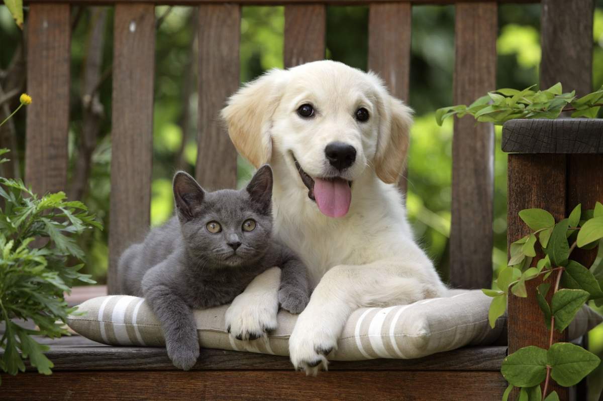 Un câine și o pisică