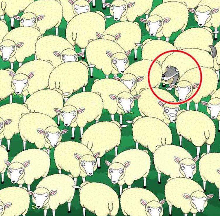 Testul de atenție pe care mulți români îl pică. Găsește lupul ascuns din turma de oi / FOTO