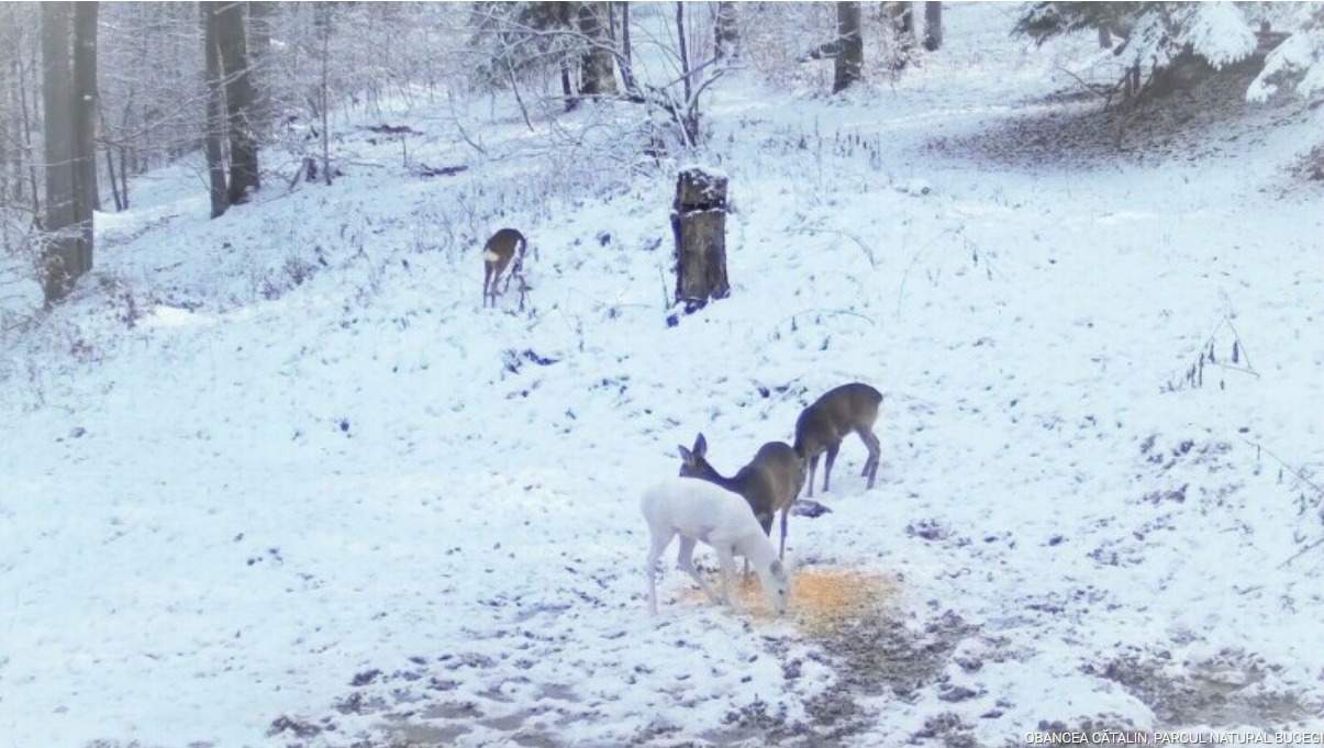 Un animal rar a fost surprins pe camere în Parcul Național Bucegi