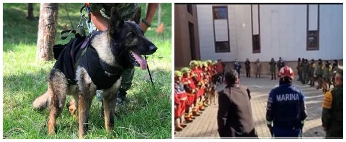 Un câine erou care a ajutat la salvarea a doi oameni, după cutremurele din Turcia, a murit. Proteo făcea parte dintr-o echipă trimisă de autoritățile mexicane