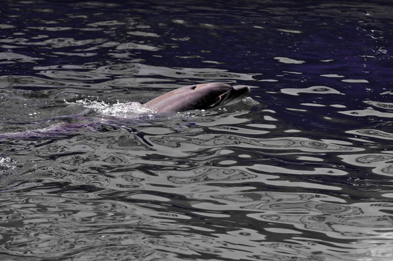 Fenomenul ciudat întâlnit în Marea Neagră. Ce se întâmplă cu delfinii