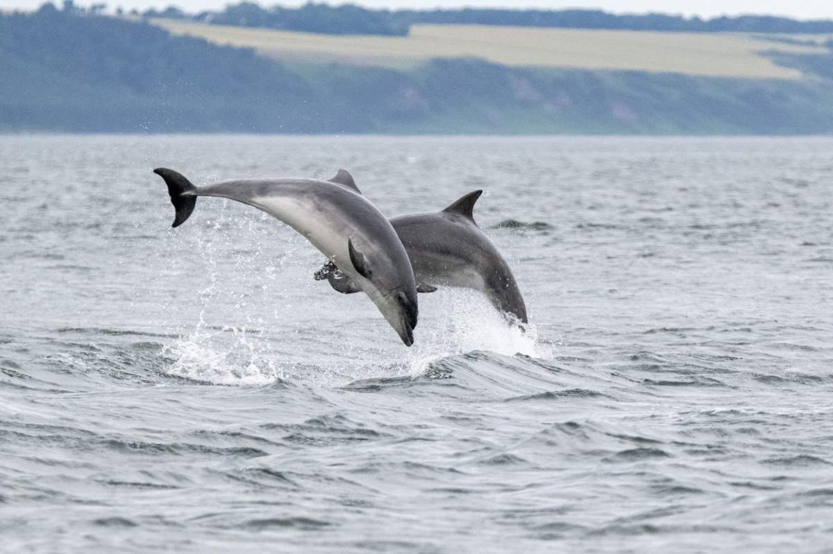 Fenomenul ciudat întâlnit în Marea Neagră. Ce se întâmplă cu delfinii