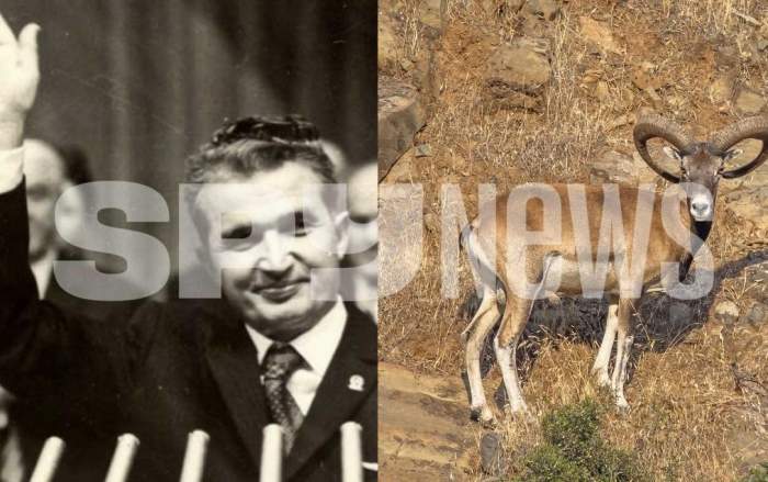 Animalul care nu trebuia să existe în România. Nicolae Ceaușescu l-a adus în țară pentru a-l vâna / FOTO
