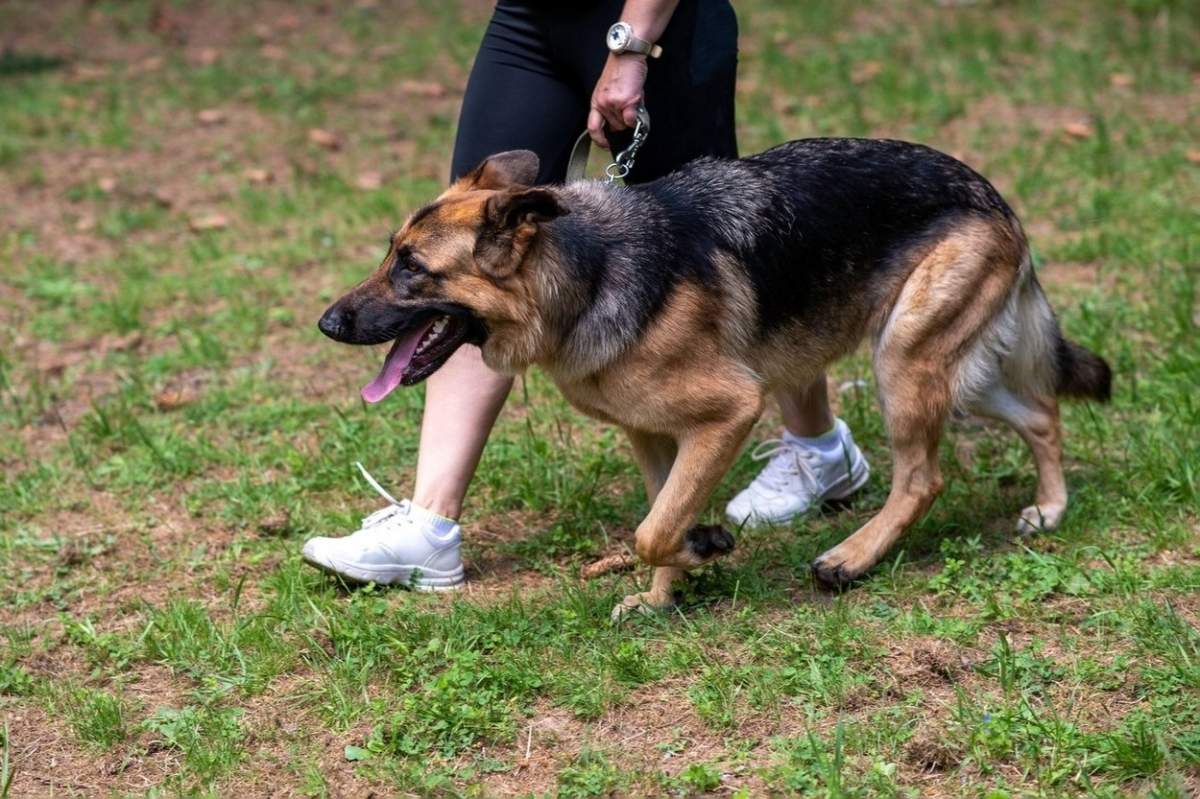 un câine în lesă