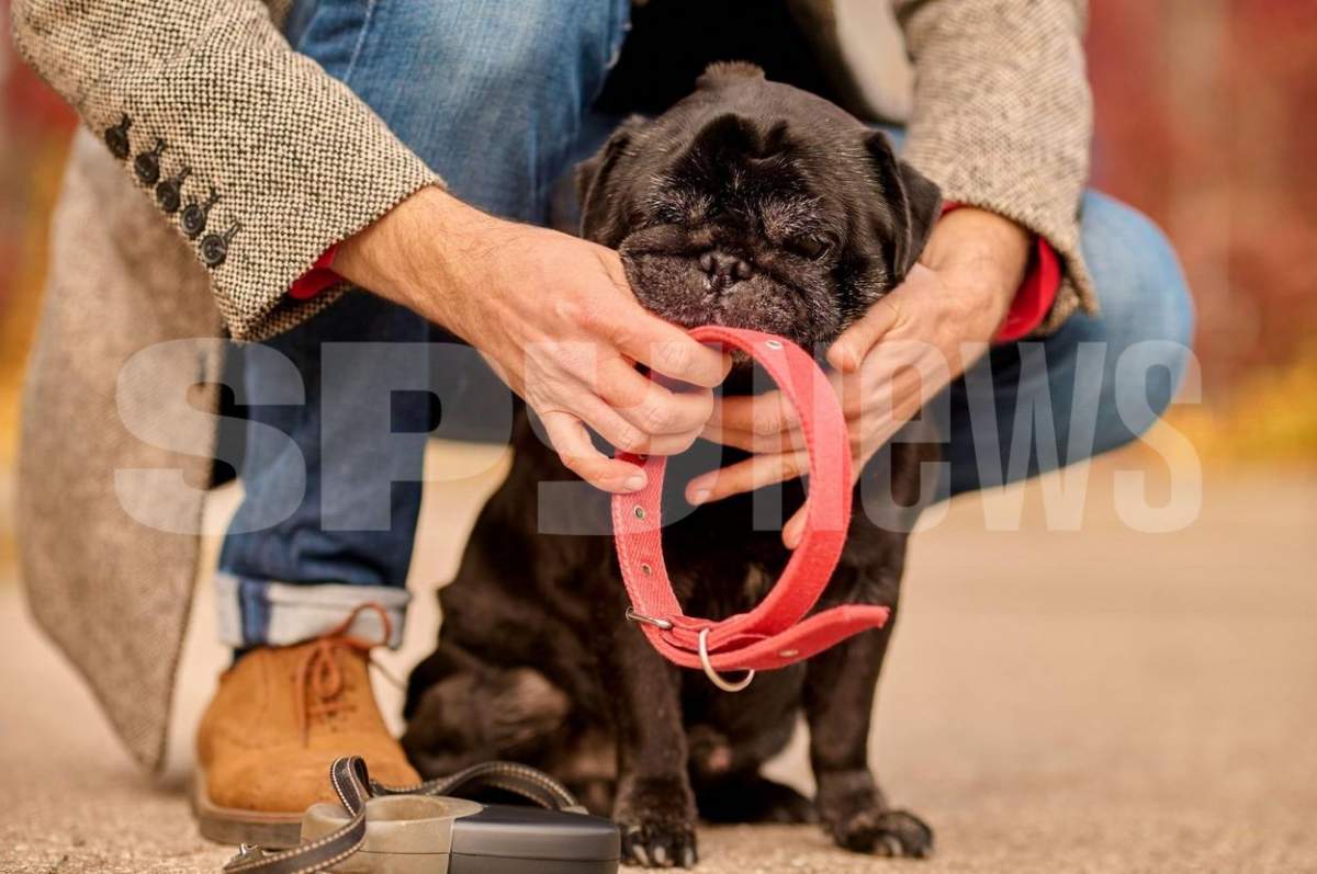 Ce înseamnă dacă un câine poartă o zgardă de culoare roșie, de fapt. Semnificația la care nu te-ai fi gândit