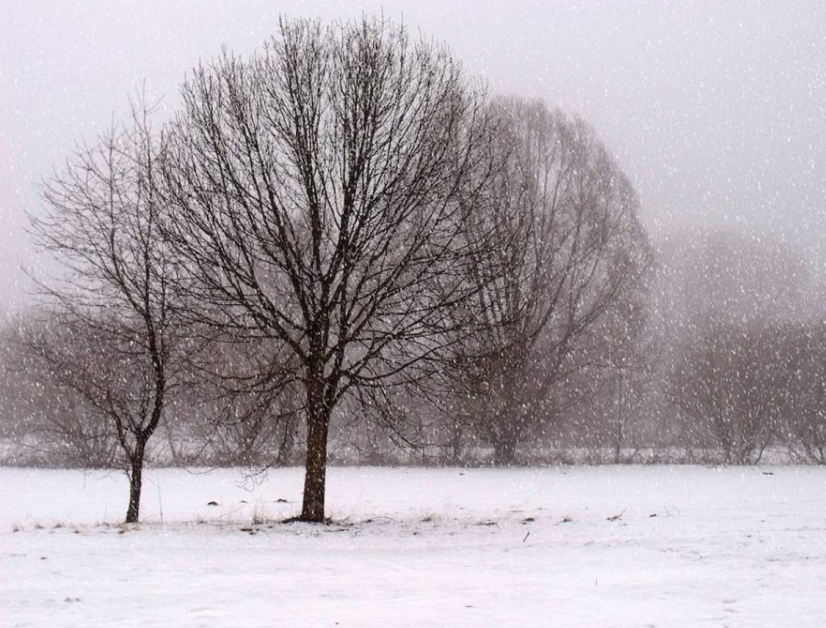 ninge peste copaci