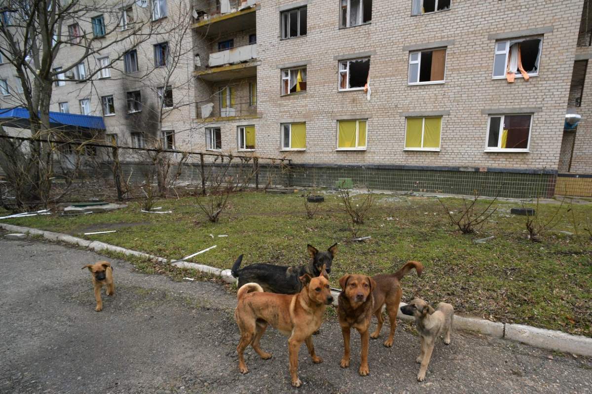 câini maidanezi lângă un bloc