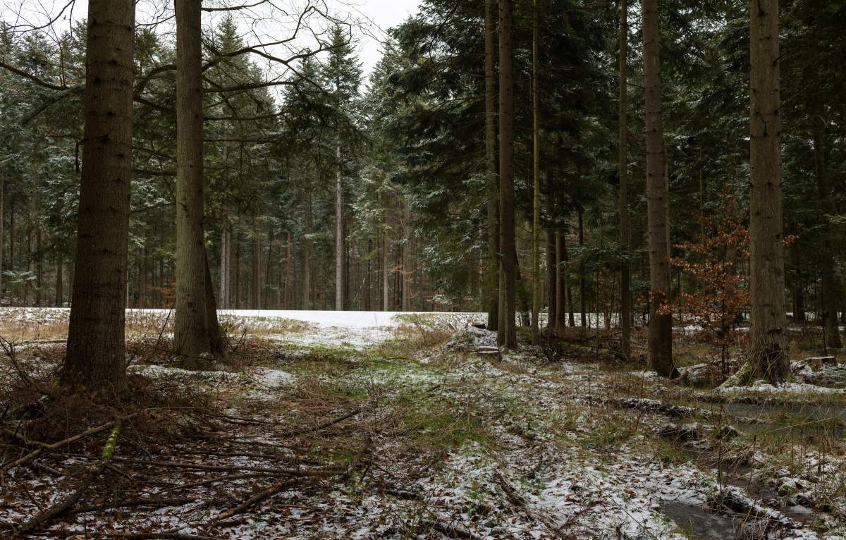 peisaj de pădure cu zăpadă.