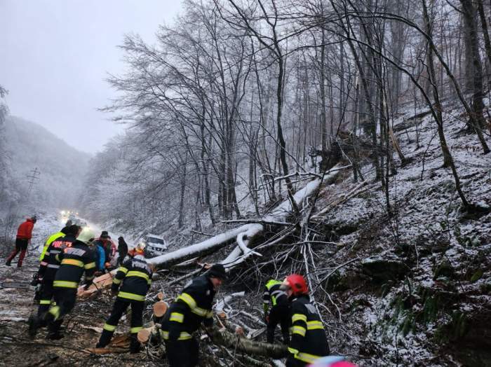 Tragedie în Reșița. Un adolescent de 14 ani a murit după ce un copac a căzut pe mașina părinților