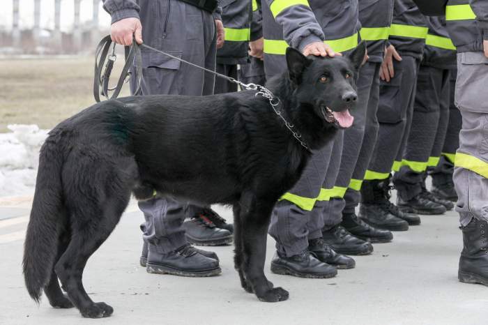Zura și Akim, doi dintre câinii eroi care au plecat în Turcia ca să salveze vieți. Cine sunt dresorii lor