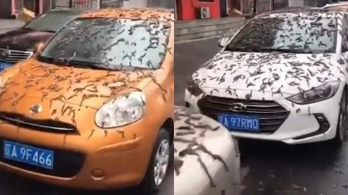 Imagini șocante! Ploaie cu viermi în China? Videoclipul a ajuns viral pe Twitter / VIDEO