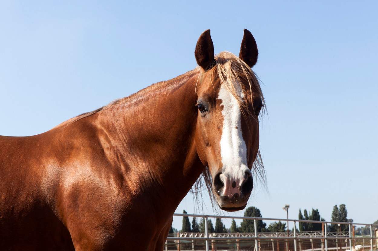 Carne di cavallo, venduta illegalmente da un gruppo di rumeni in Italia.  La polizia ha condotto ricerche in 8 contee in tutto il paese