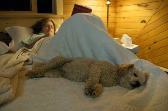Câinele doarme cu tine în pat?! Trei motive pentru care ar trebui să renunți la acest obicei