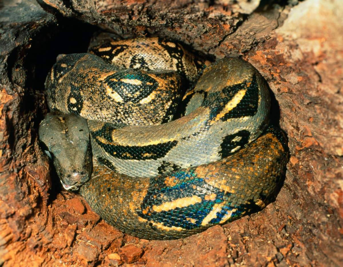 Ce s-a găsit în burta unui șarpe Boa
