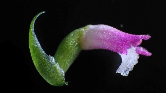 O nouă specie de plantă a fost descoperită de către oamenii de știință. Cum arată / FOTO