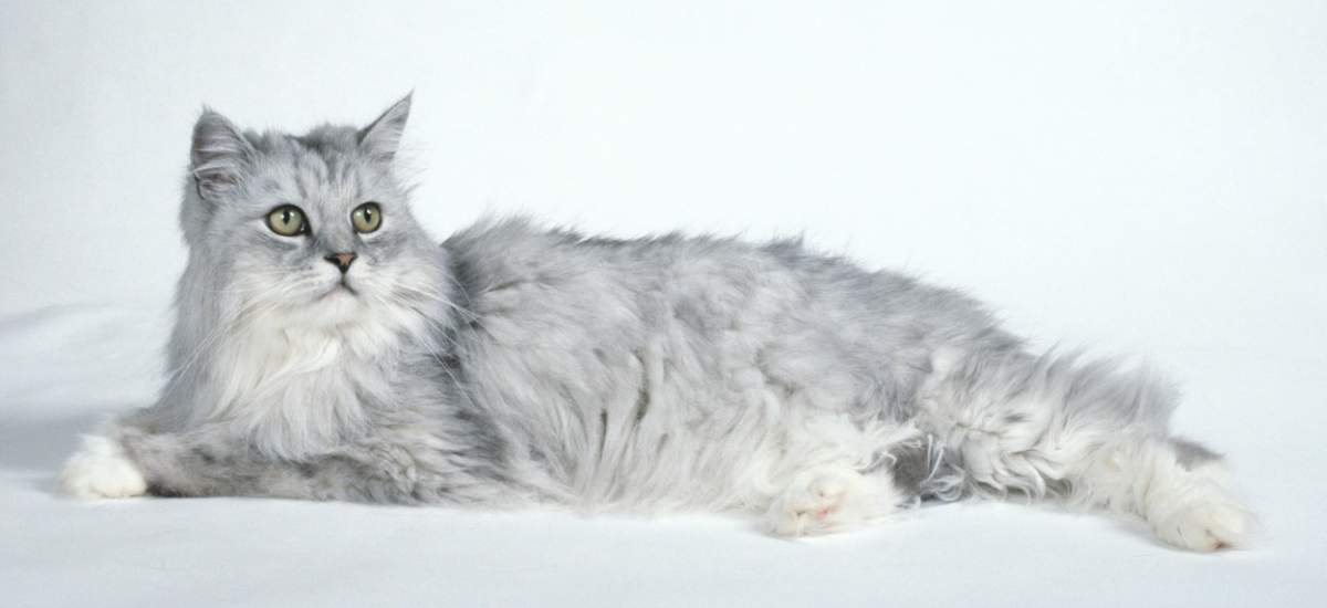 Proprietarul unei pisici și-a pus animalul de companie pe banda care duce spre unitatea cu radiații