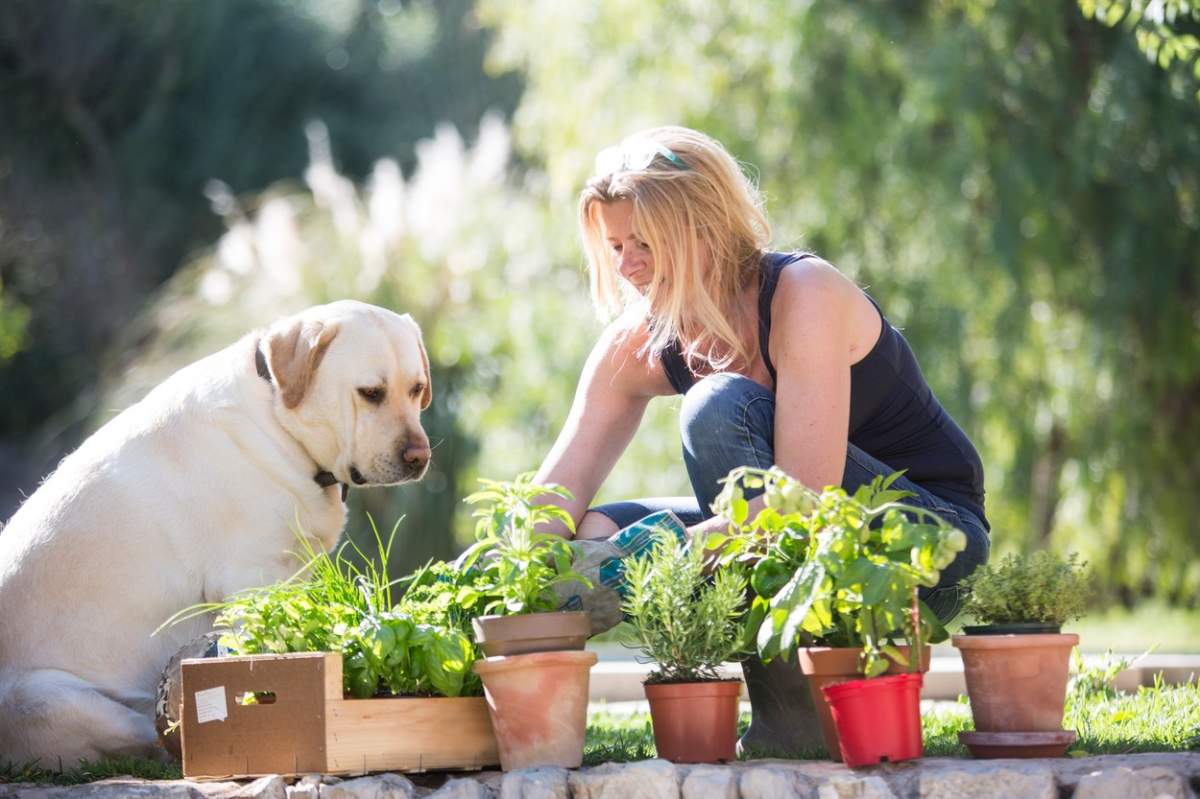 De ce animalele de companie nu ai voie la unele plante