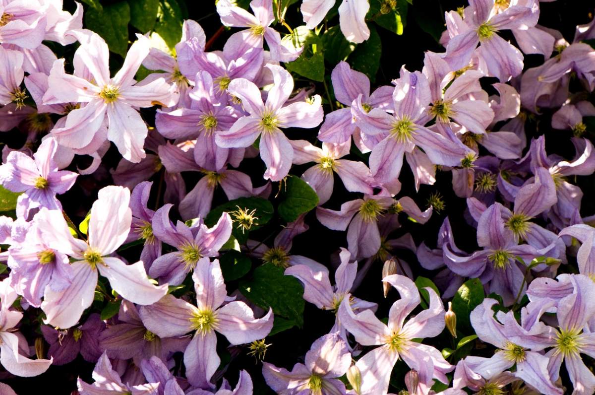 De ce este bine să ai Clematis în grădină