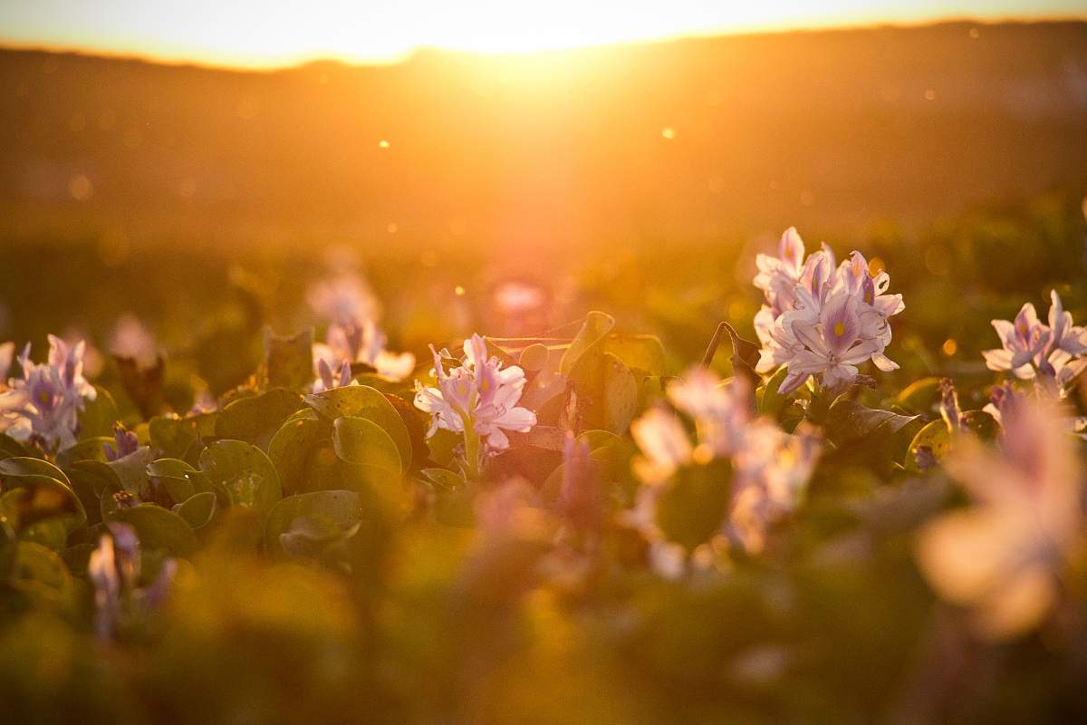 peisaj cu flori, soare și iarbă verde.