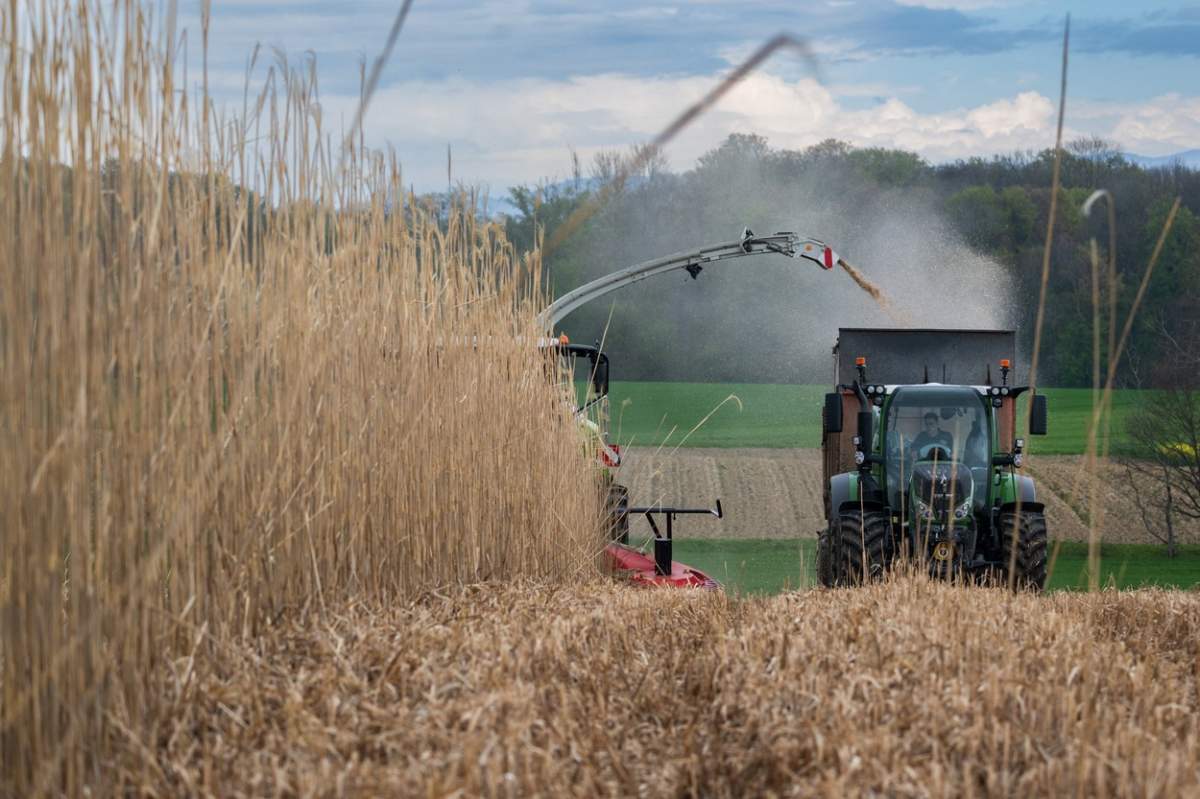 culturi de iarba elefantului și un tractor