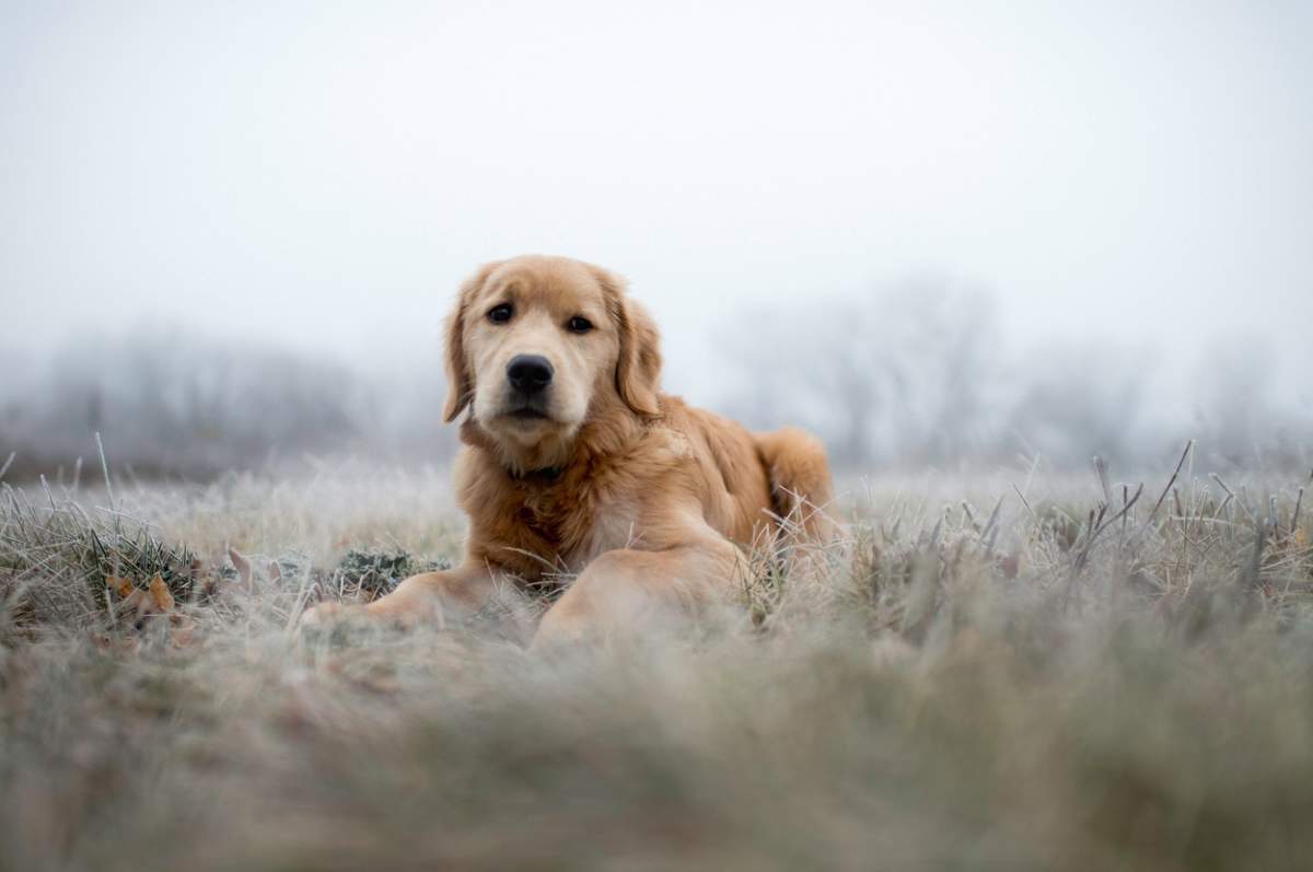 Un câine Golden Retriever