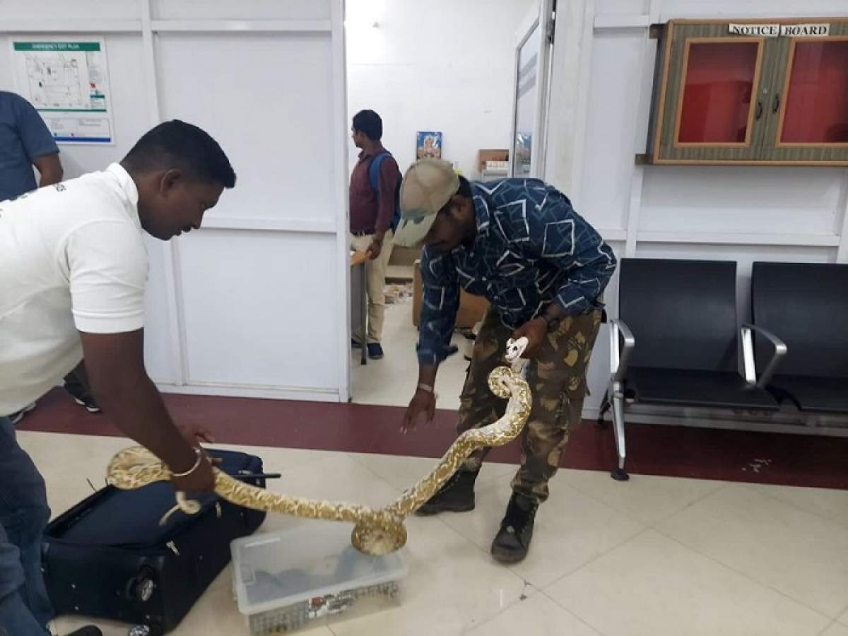 O femeie care avea 22 de șerpi în bagaje a fost depistată pe un aeroport
