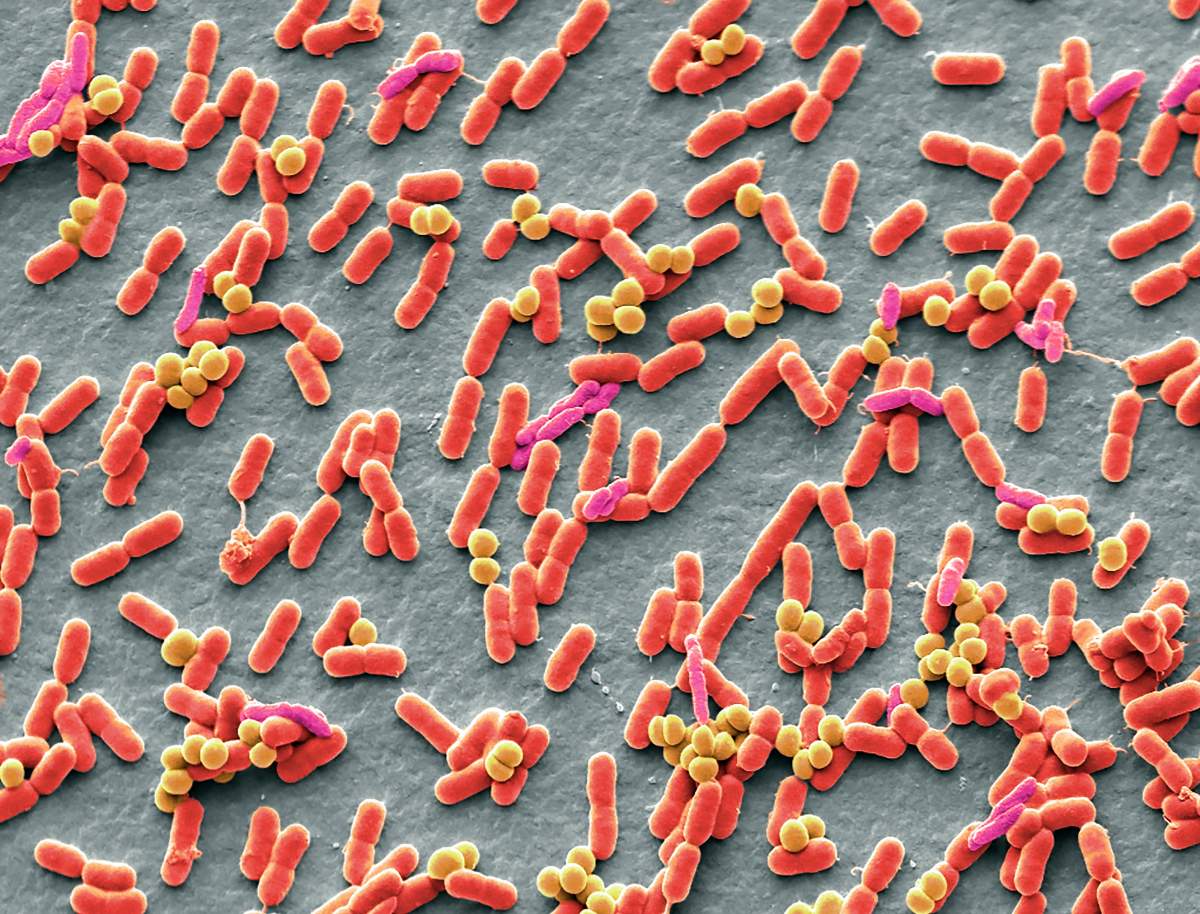 Ce este microbiomul și de ce este important să fie sănătos. Tot ce trebuie să știi
