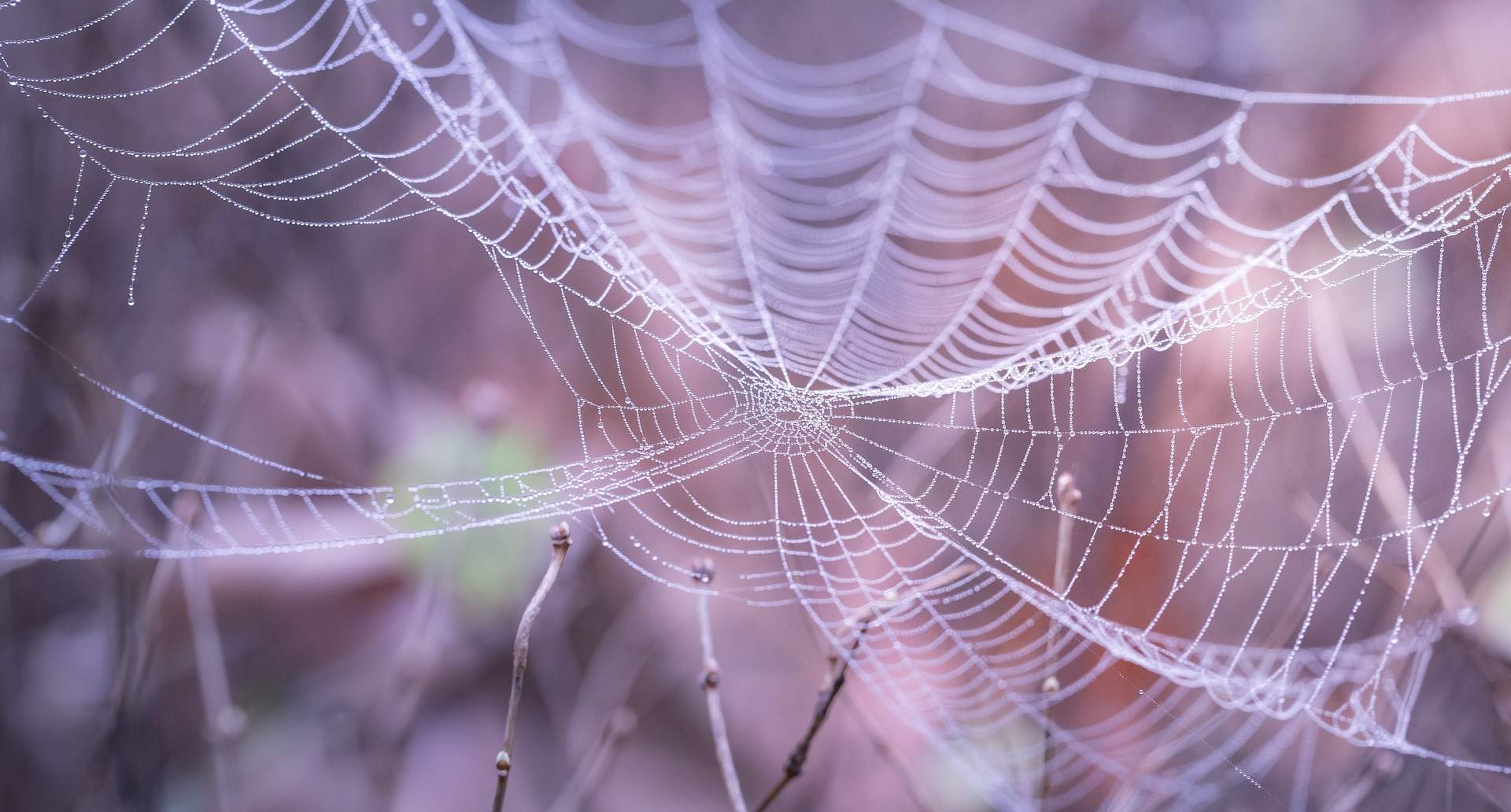 Cum poți sa previi apariția pânzelor de păianjen. Soluțiile naturale sunt la îndemâna tuturor