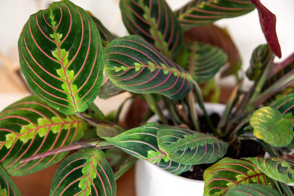 Maranta Planta care se roagă pentru casă. De ce e bine să ai o Maranta